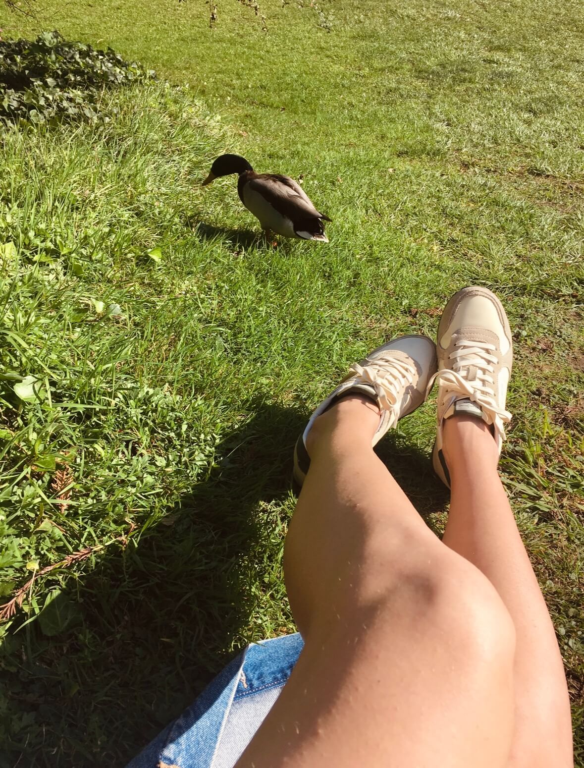 Working outdoors on the grass in the Calouste Gulbenkian Museum gardens in Lisbon, next to a resident duck.
