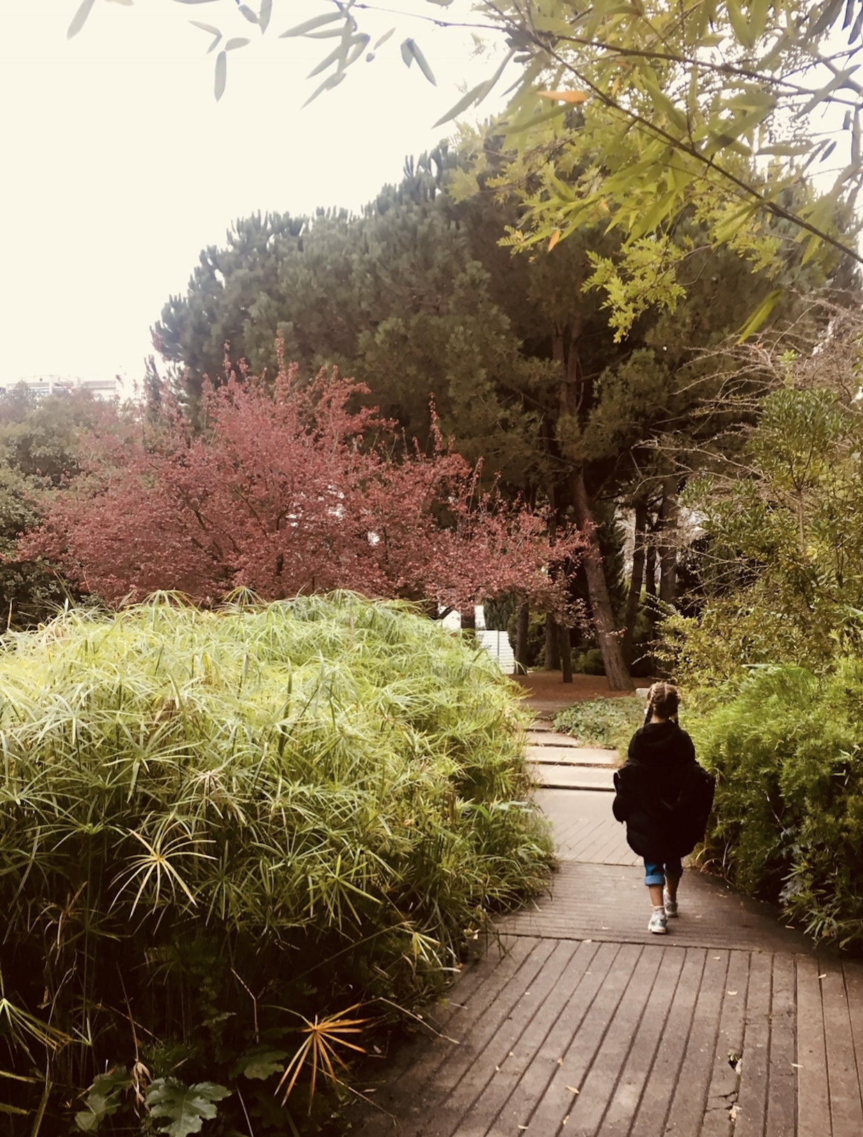 A peaceful pathway through lush green and reddish trees in Gulbenkian Garden, Lisbon.